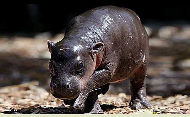 bebe hipopótamo