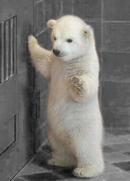 bebe oso polar